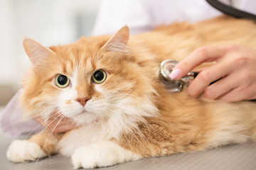 Professional vet examining a cat