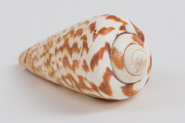 sea shell on white background