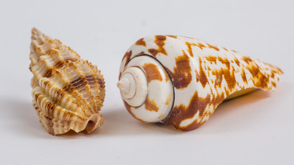 two sea shells on a white background