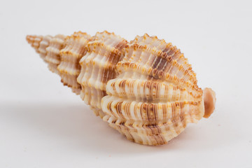 sea shell on white background