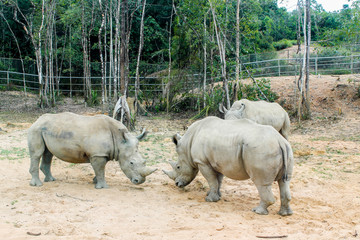 Obraz premium rhinoceros