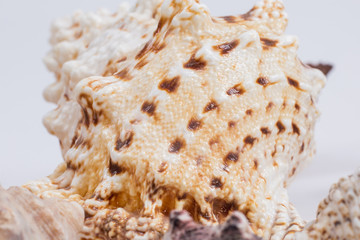 sea shell behind other shells