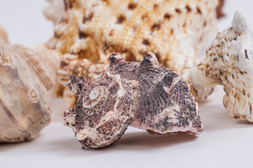 seashell on the background of other shells