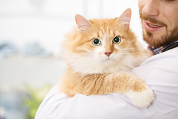 Professional vet examining a cat