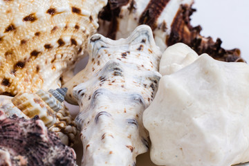seashell on the background of other shells