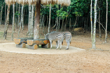 zebra