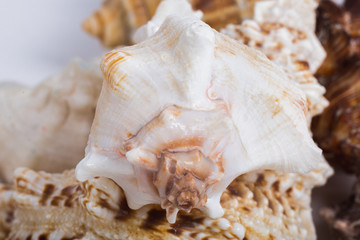 seashell on the background of other shells