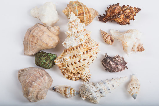 sea shells of different shapes and colors on a white background