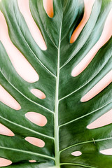 Tropical palm leaf Monstera on pink background. Flat lay, top view minimal concept. © K.Decor