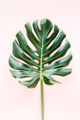 Fototapeta na wymiar Tropical palm leaf Monstera on pink background. Flat lay, top view minimal concept.