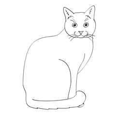 Cat flat illustration on white