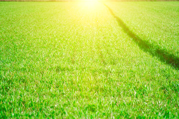 Fototapeta premium Grass green field on the hill, herb mockup