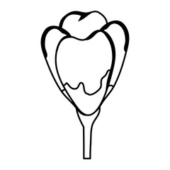 beautiful rose decorative icon