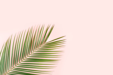 Tropical palm leaf on pink background. Flat lay, top view minimal concept.