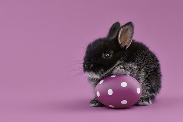 Easter bunny rabbit with egg on purple background