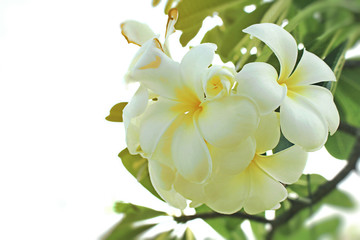 Plumeria white flowers. Leelawadee is Laos national flower.