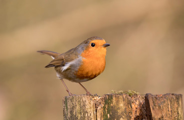 European Robin (Erithacus rubecula) perched in the spring sunshine.  Taken in Cardiff, South Wales, UK