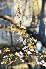 blooming apple tree in spring