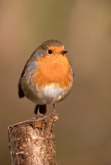 European Robin (Erithacus rubecula) perched in the spring sunshine.  Taken in Cardiff, South Wales, UK