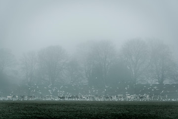 Deer and seagulls in a park in fog, Surrey, England, UK