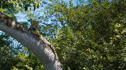 Big Five Jaguar Pantanal Brazil Safari Leopard Wild Animal Exploring Wildlife 