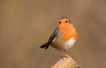 European Robin (Erithacus rubecula) perched in the spring sunshine.  Taken in Cardiff, South Wales, UK