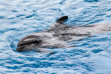 dolphin