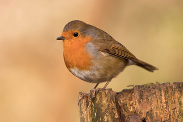 European Robin (Erithacus rubecula) perched in the spring sunshine.  Taken in Cardiff, South Wales, UK