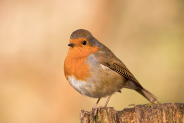 European Robin (Erithacus rubecula) perched in the spring sunshine.  Taken in Cardiff, South Wales, UK