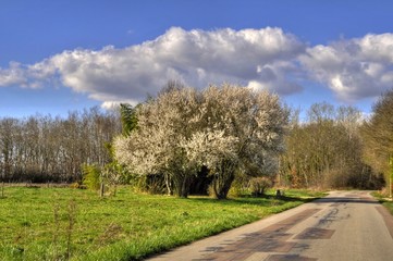 Arbre en fleur au bord d'une de campagne.