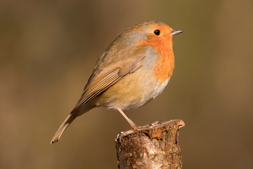 European Robin (Erithacus rubecula) perched in the spring sunshine.  Taken in Cardiff, South Wales, UK