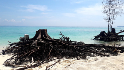 Beautiful beach, driftwood on white sand, turquoise water