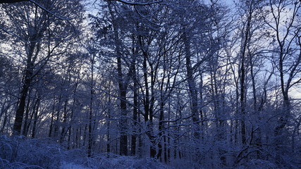 Fototapeta na wymiar winter morning
