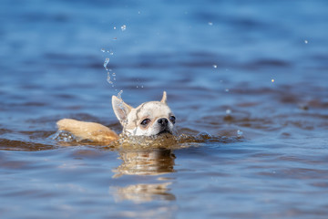 Fototapeta premium funny chihuahua dog swimming in summer