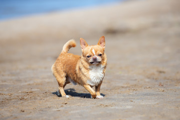 adorable chihuahua dog running on the beach