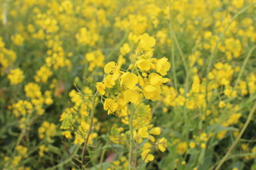 rape flowers