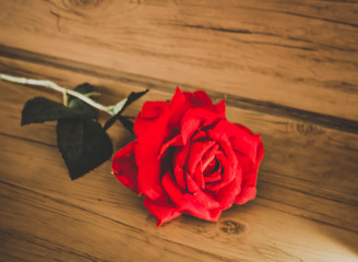Rose for You