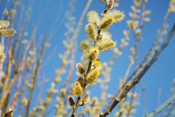 Fototapeta premium Pussy willow on the blue sky background.