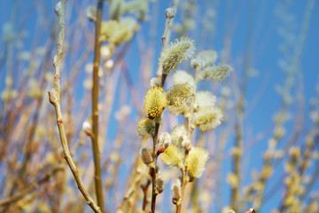 Pussy willow on the blue sky background.