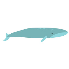 Fototapeta premium Whale flat illustration on white