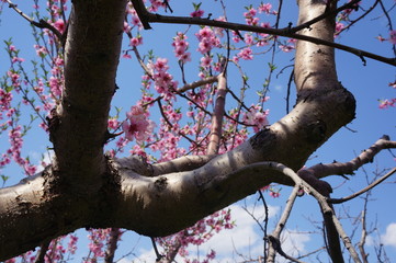 cherry blossoms