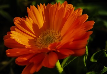 Gerbera flower in silhouette and shadow