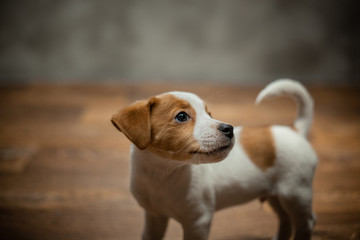 Jack Russell terrier puppy standing on a wooden floor against a gray wall