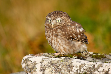 Little Owl (athene noctua) 