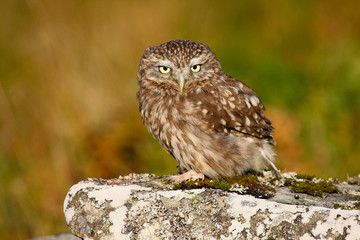 Little Owl (athene noctua) 