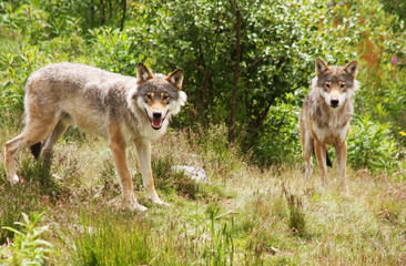 Norwegian Wolfes