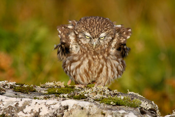 Little Owl (athene noctua) 