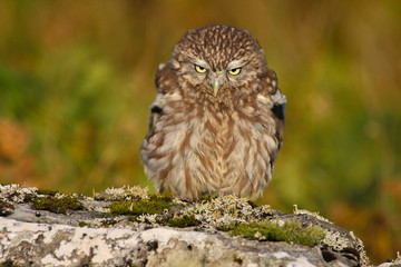 Little Owl (athene noctua) 