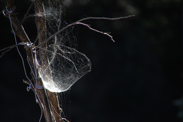 Spider webs on wood.