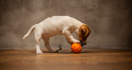 Jack Russell Terrier puppy playing with orange ball with a rope at the end against the background...